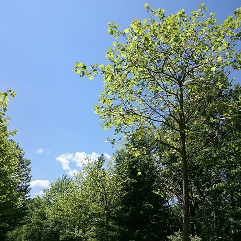 c0311170_1421233.jpg