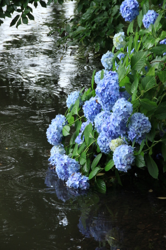 紫陽花 梅雨 雨 花 憂鬱 日々の観察 紫陽花 梅雨 雨 花 憂鬱 日々の観察