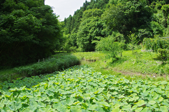 イトトンボの楽園_e0167571_9245858.jpg
