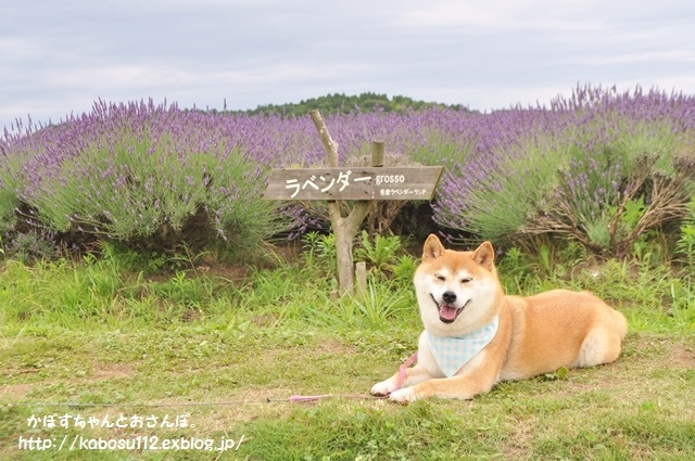 佐倉ラベンダーランド2015_a0126590_12330998.jpg