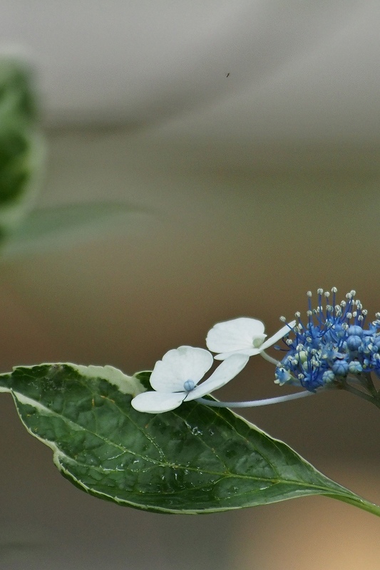 向島百花園のガクアジサイ_e0348392_19565644.jpg