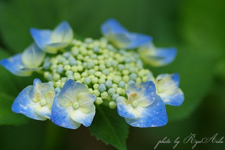 顎紫陽花 ガクアジサイ Ryu Aida S Photo