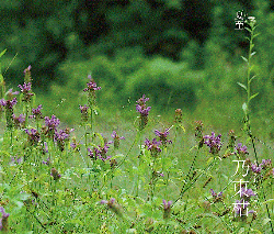 b0124999_8231756.gif
