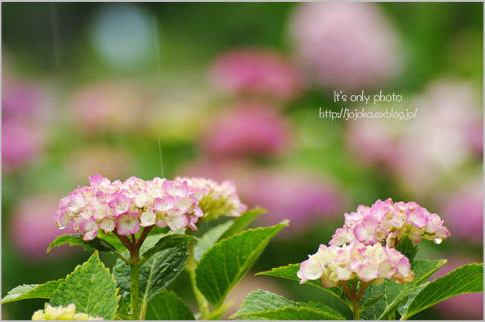 雨の日の紫陽花＊Ⅰ_e0008800_20040189.jpg