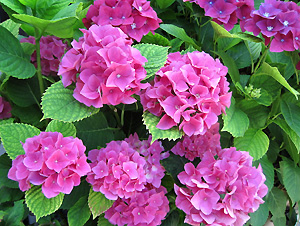 a0177205_14521925.jpg