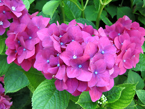 a0177205_14531431.jpg