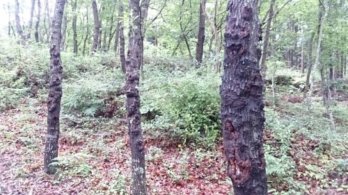 b0298605_12125891.jpg