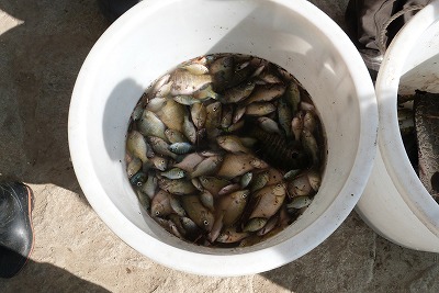 【ご報告】外来魚駆除釣り大会!_a0263106_19311645.jpg