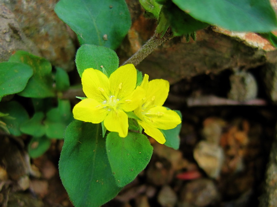 三国岳での花_a0164011_12365830.jpg