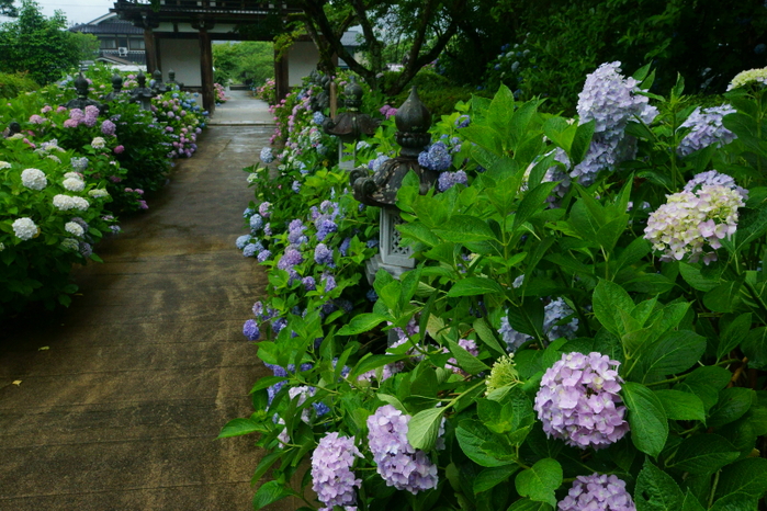 丹州観音寺_e0177413_10573042.jpg