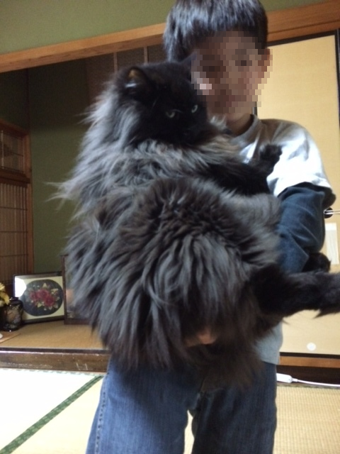 a0216818_11393143.png