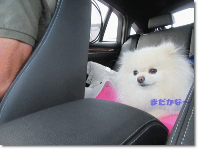 b0167519_20454858.gif