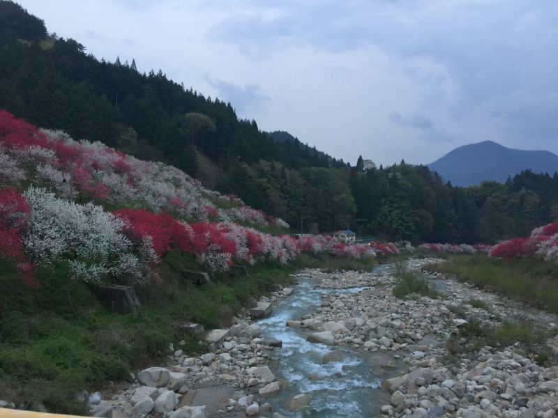 脂の乗った凄い奴_f0076731_20381229.jpg