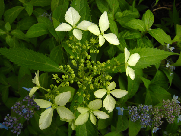 屋久島コンテリギ　（ヤクシマアジサイ）_f0126932_22121229.jpg