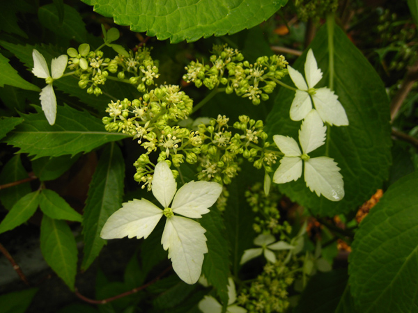 屋久島コンテリギ　（ヤクシマアジサイ）_f0126932_22132926.jpg