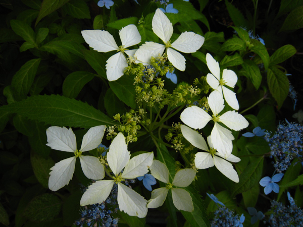屋久島コンテリギ　（ヤクシマアジサイ）_f0126932_22141344.jpg