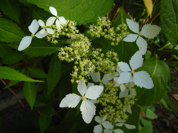 屋久島コンテリギ　（ヤクシマアジサイ）_f0126932_22144459.jpg