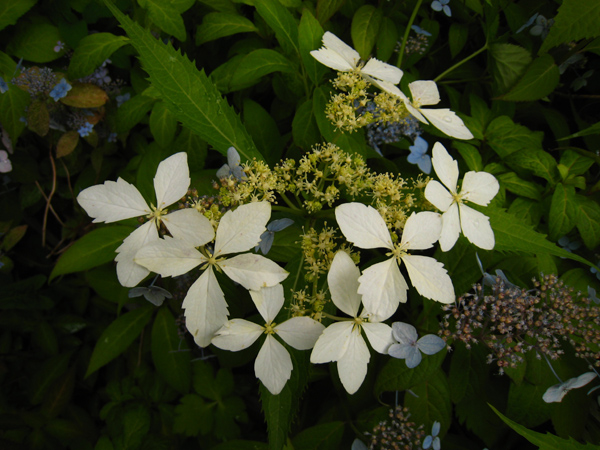 屋久島コンテリギ　（ヤクシマアジサイ）_f0126932_22153836.jpg