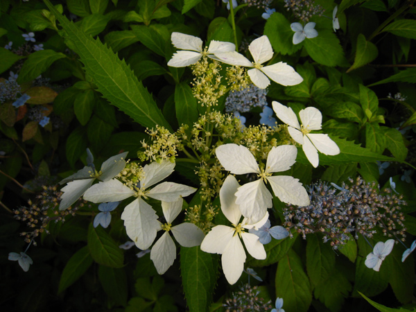 屋久島コンテリギ　（ヤクシマアジサイ）_f0126932_2215859.jpg