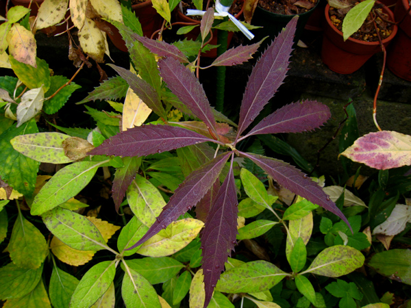 屋久島コンテリギ　（ヤクシマアジサイ）_f0126932_22185118.jpg