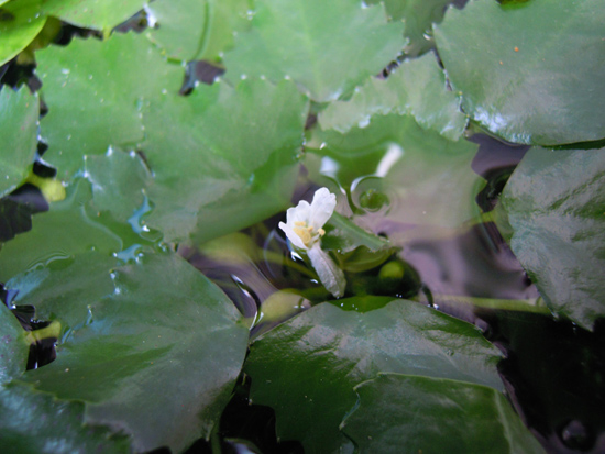 水中の森、ミナミヌマエビの楽園_e0097534_17304846.jpg