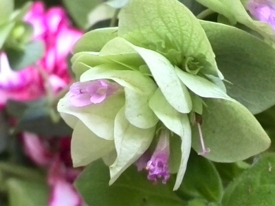 c0348441_22492959.jpg