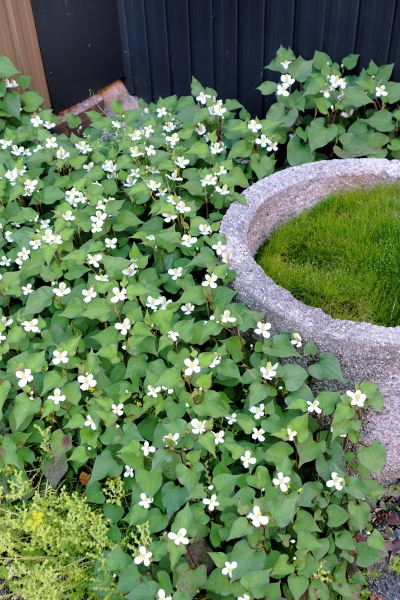 勢いのある植物たち_e0158743_21561061.jpg