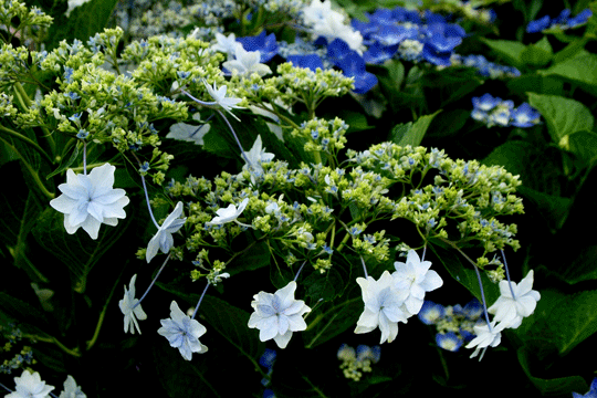仲夏の花達2(アジサイ)_c0093046_1429420.gif