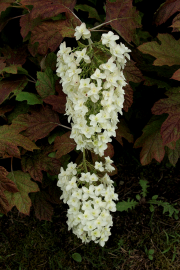 仲夏の花達2(アジサイ)_c0093046_14295149.gif