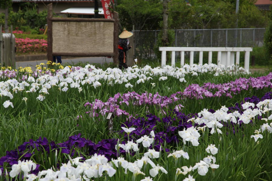 水郷佐原水生植物園_b0168647_21261198.jpg