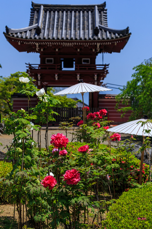 當麻寺・奥院の牡丹たち_f0155048_22495989.jpg