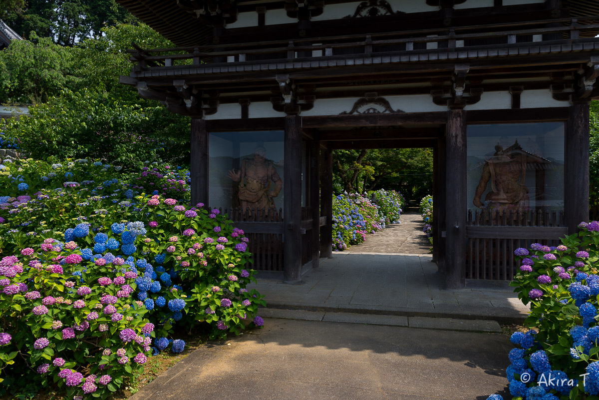 丹州 観音寺のあじさい 〜2〜_f0152550_235125.jpg