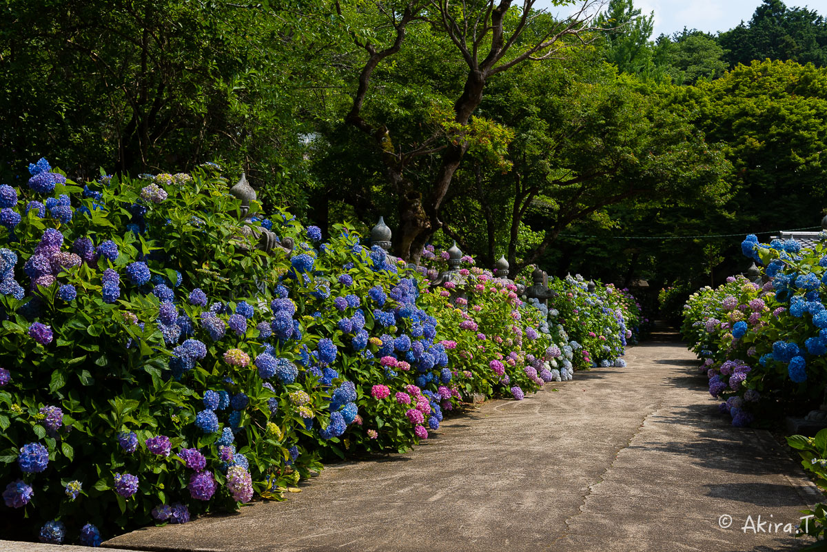 丹州 観音寺のあじさい 〜2〜_f0152550_235198.jpg