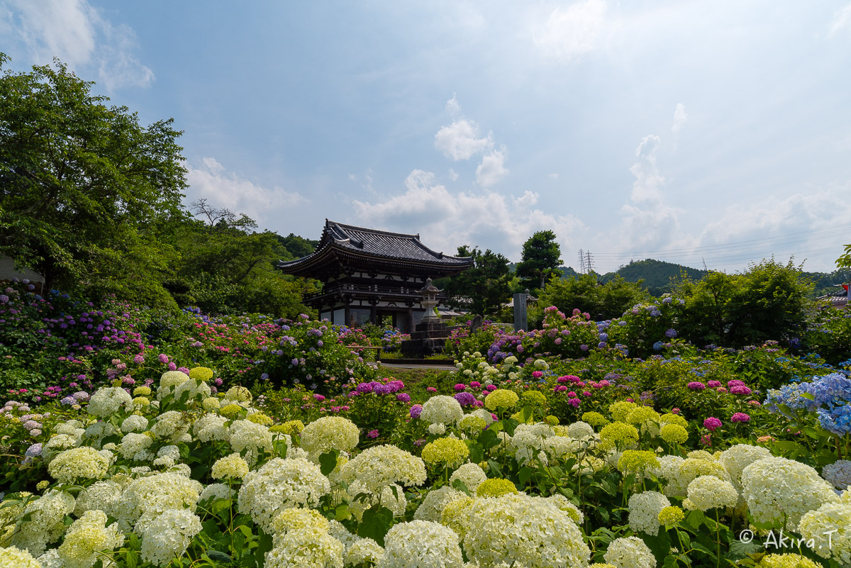 丹州 観音寺のあじさい 〜2〜_f0152550_2383782.jpg