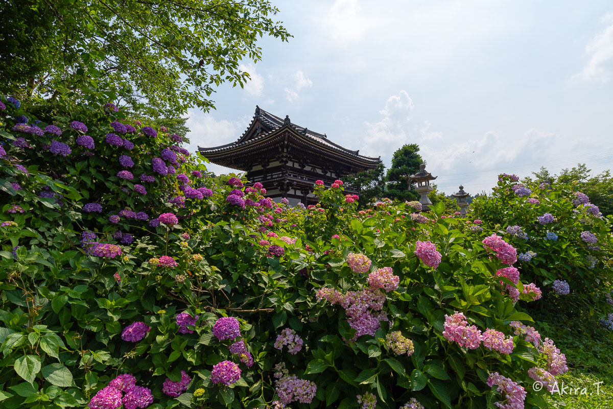 丹州 観音寺のあじさい 〜2〜_f0152550_23857.jpg