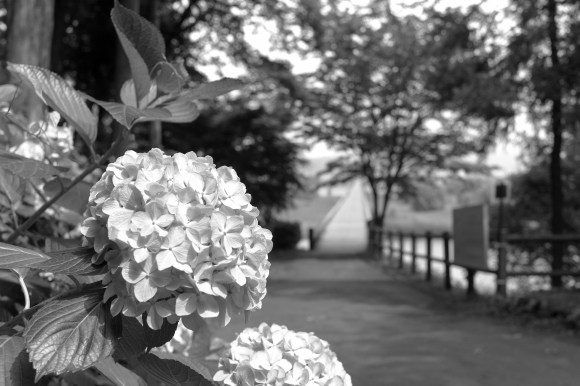 Hydrangea_d0206851_07510452.jpg