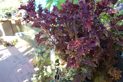 f0326751_14415446.jpg