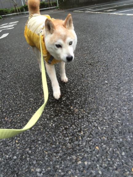 雨の日とレインコート（銀柴）_f0332658_12340981.jpg