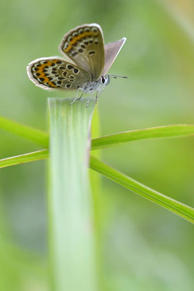 2015ブルーロード２（群馬のアサマ＆ヒメ）_c0043361_0152594.jpg