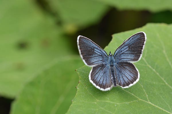 2015ブルーロード２（群馬のアサマ＆ヒメ）_c0043361_095128.jpg