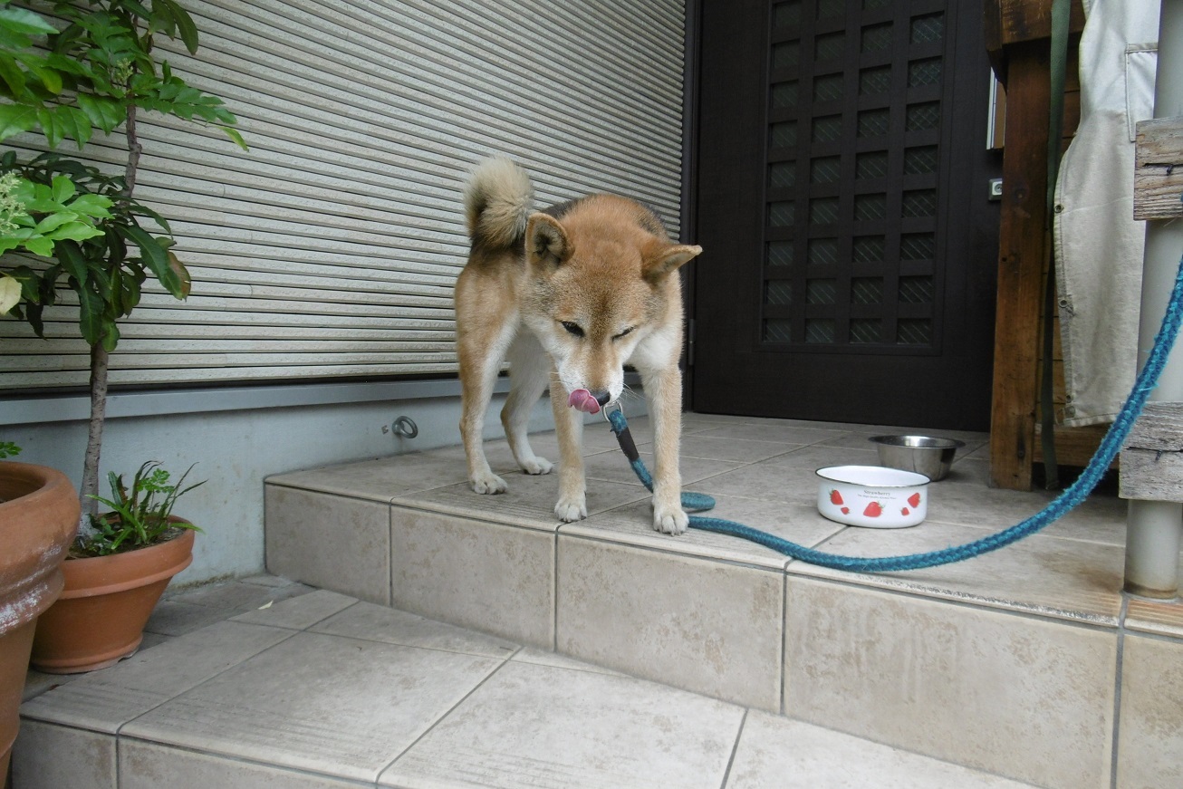ポポンタ食事中_f0205367_17002522.jpg