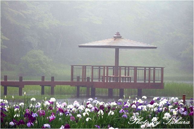 梅雨空の中、神楽女湖へ花ウォッチング_d0102968_14125223.jpg
