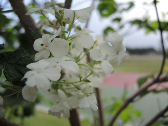 スグリの花？_e0232277_11213827.jpg