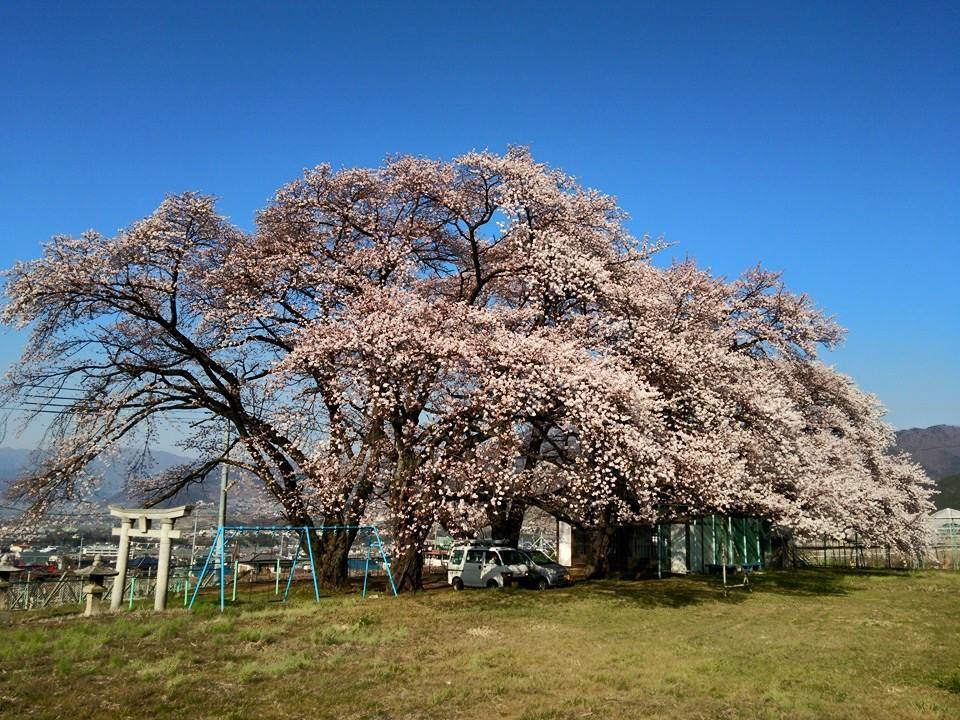 さくらさくら2015 その二 ～甲府舞鶴公園、武田神社、笛吹。_f0292289_10354271.jpg