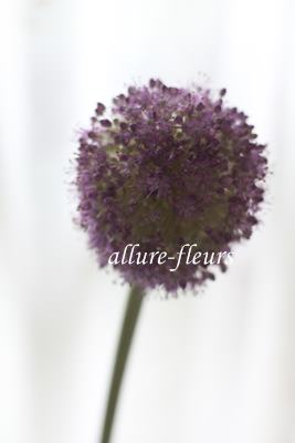 ギガンジューム Allure