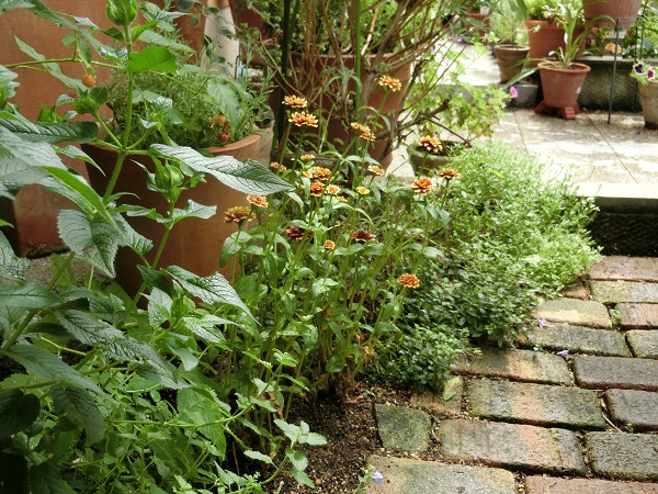 ジニア アズテックサンセット 大好き Weekend Garden