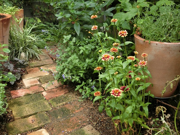 ジニア アズテックサンセット 大好き Weekend Garden
