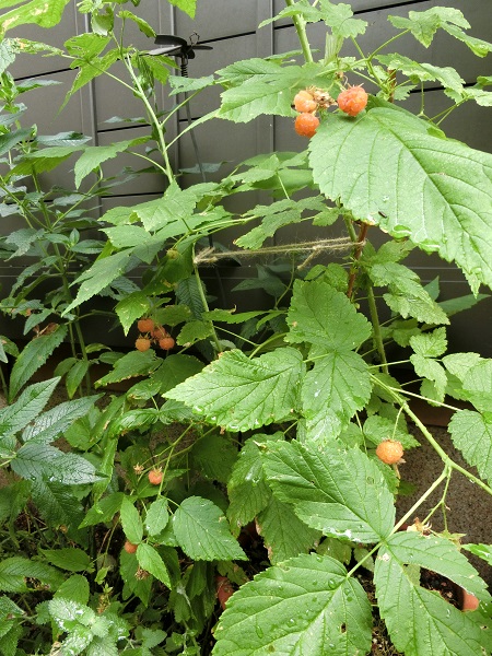 ジニア アズテックサンセット 大好き Weekend Garden