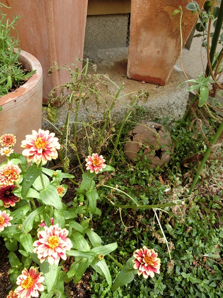 ジニア アズテックサンセット 大好き Weekend Garden