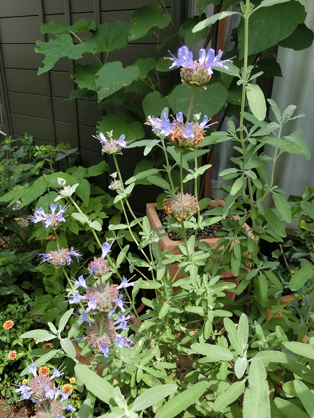 ジニア アズテックサンセット 大好き Weekend Garden